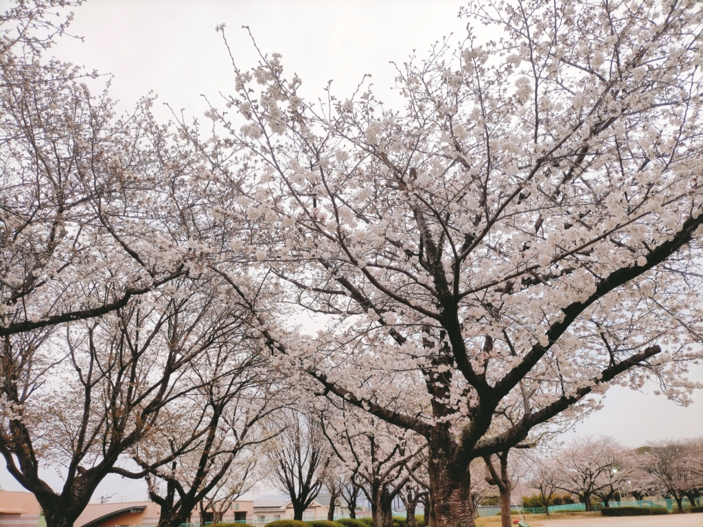 熊本県民総合運動公園　桜並木