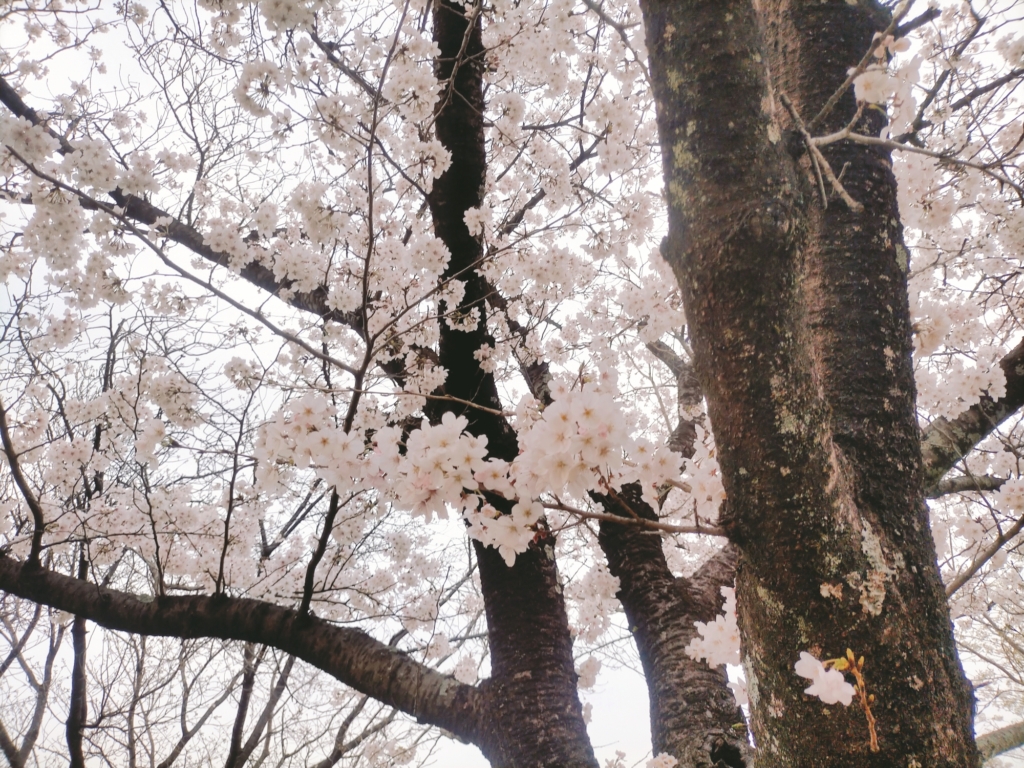 熊本県民総合運動公園　桜並木
