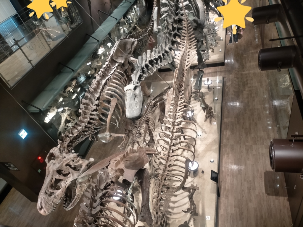 御船町恐竜博物館　巨大化石
