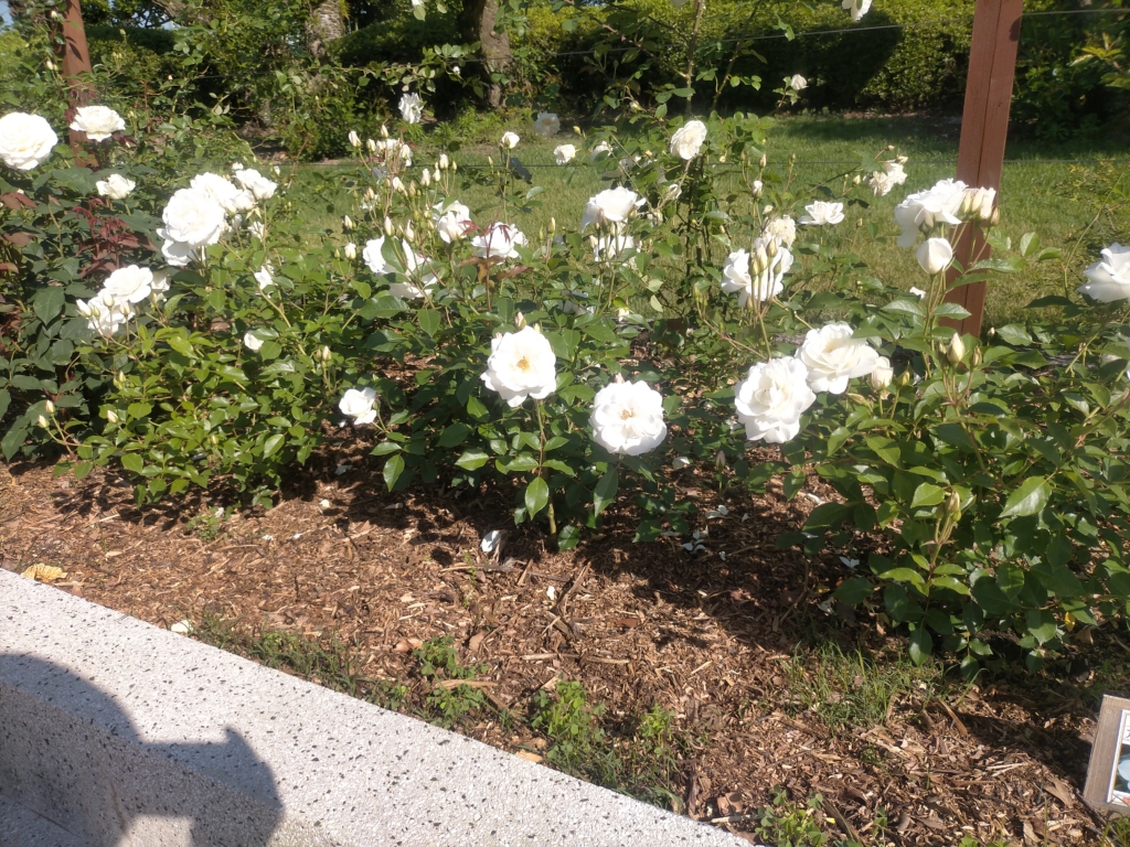 熊本県民総合運動公園バラ園　白いバラ