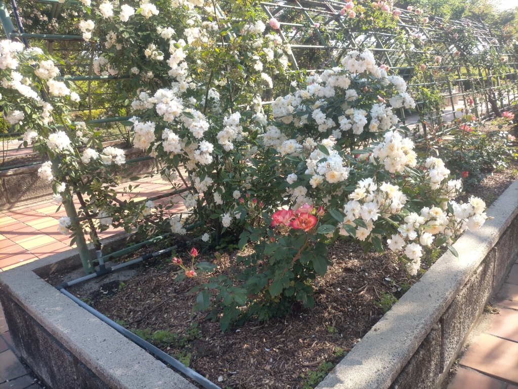 熊本県民総合運動公園バラ園　白いお花とバラ