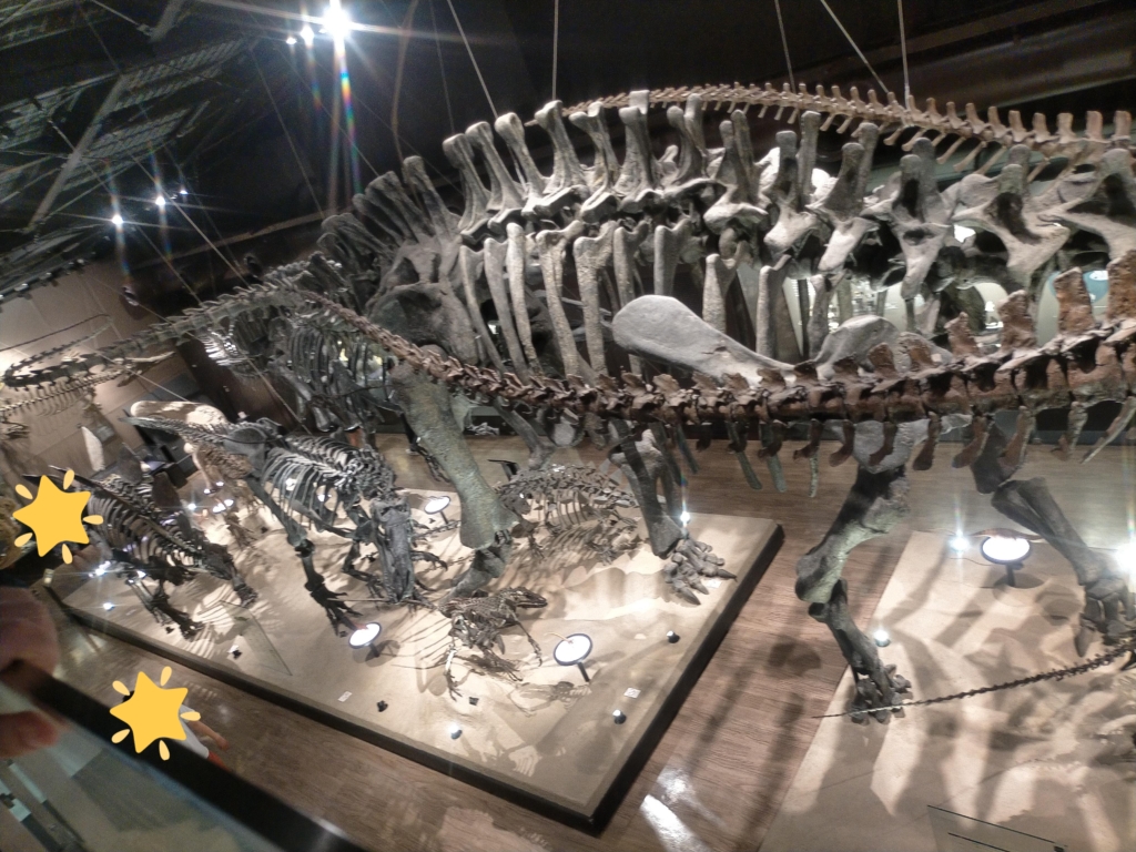 御船町恐竜博物館　巨大化石