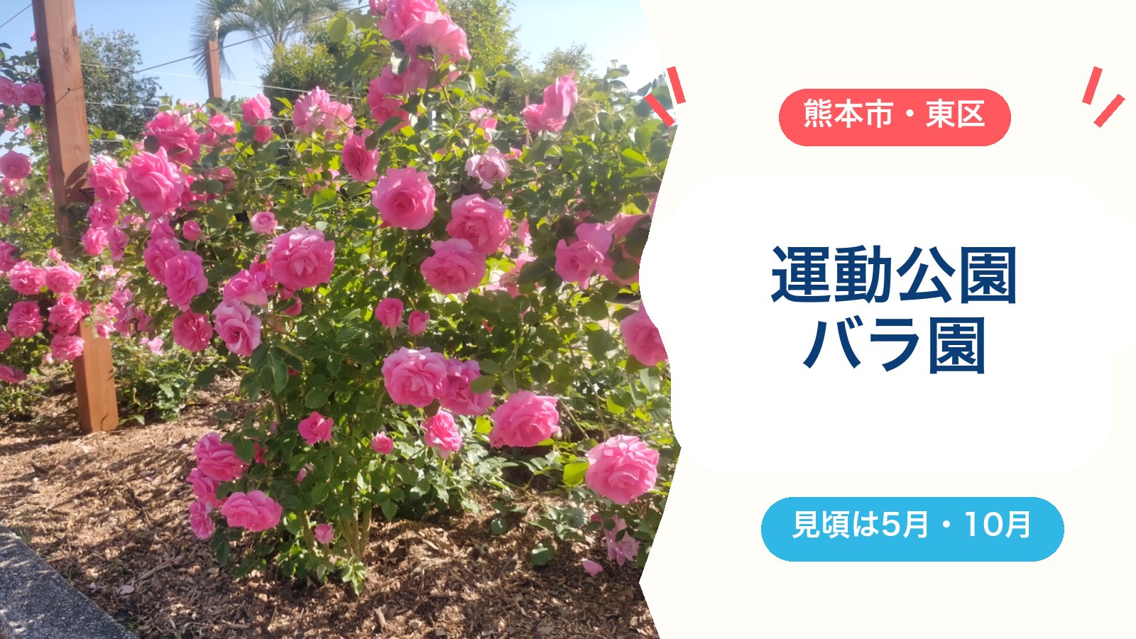【熊本県民総合運動公園バラ園】無料で楽しめるバラの見頃は5月と10月！駐車場・トイレ・公園遊びとのセットプランのアイキャッチ画像